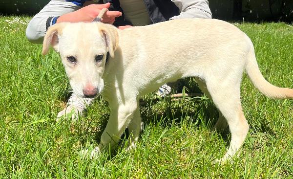 NUVOLA BELLISSIMA CUCCIOLA Foto 4